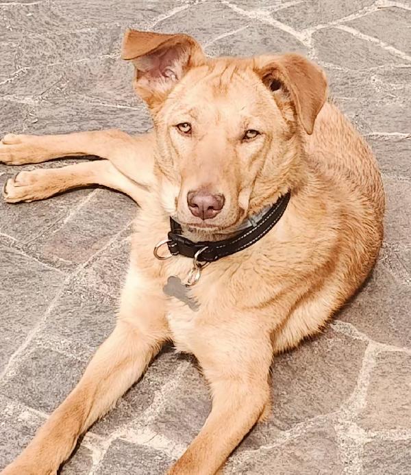 Paolo, dolcissimo e bisognoso di amore Foto 4